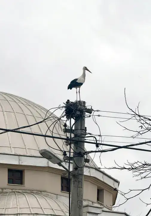 Serik Dikmen’de Leylek Yuvası Krizi Tatlıya Bağlandı 9